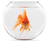 Goldfish floating in glass sphere